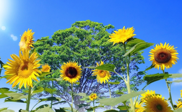 晴天に向かってヒマワリが元気に咲いている