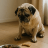パグ犬がご飯を食べずにみつめている