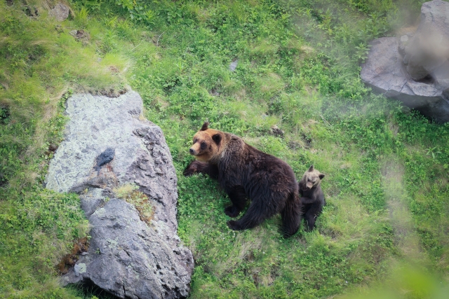 熊の親子