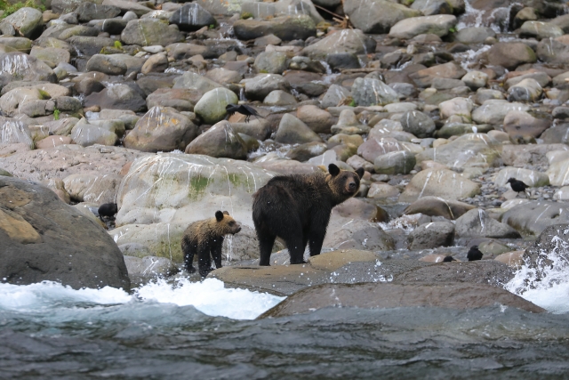 知床半島のヒグマの親子