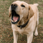 吠えているレトリーバー